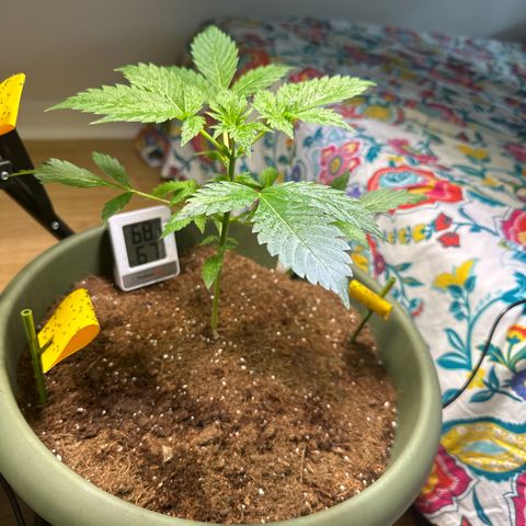 Fat Banana growlog timeline photo