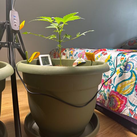 Fat Banana growlog timeline photo