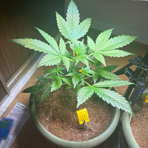 White Widow Automatic growlog timeline photo