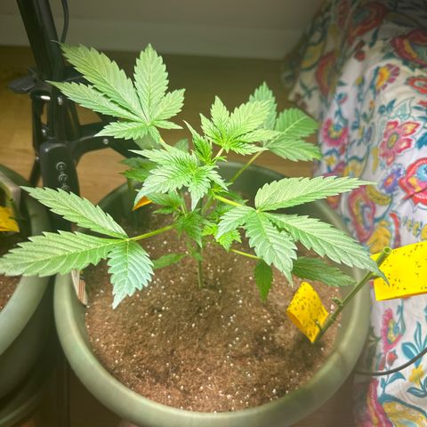 Fat Banana growlog timeline photo