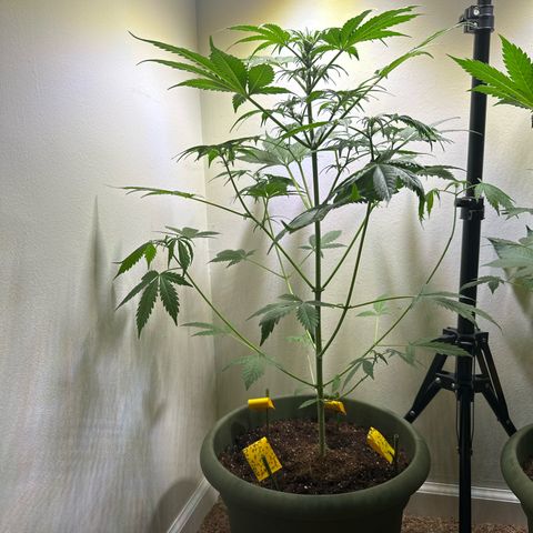 White Widow Automatic growlog timeline photo