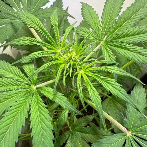 White Widow Automatic growlog timeline photo