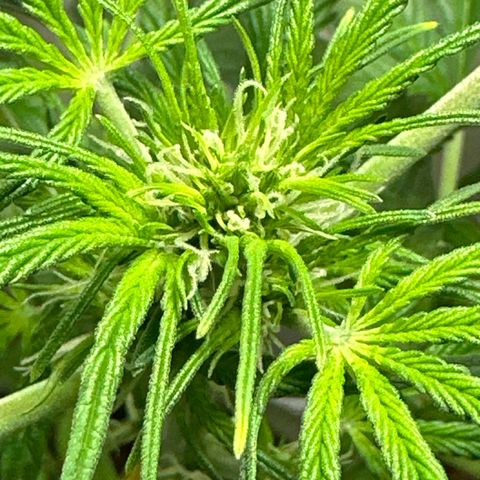 White Widow Automatic growlog timeline photo