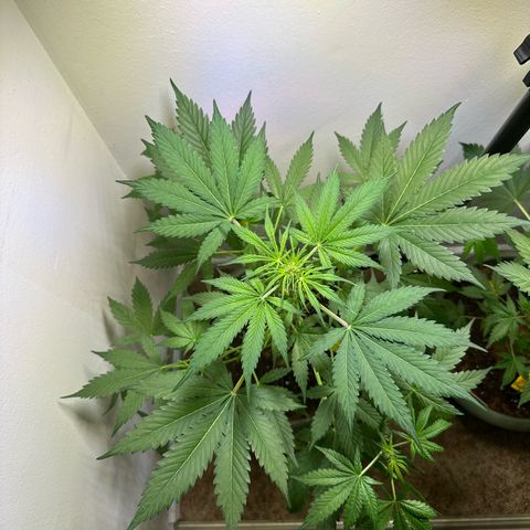 White Widow Automatic growlog timeline photo