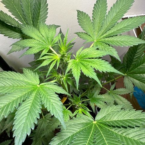 Fat Banana growlog timeline photo
