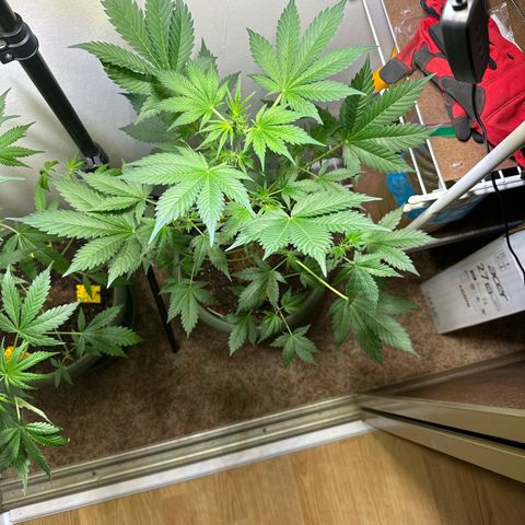 Fat Banana growlog timeline photo