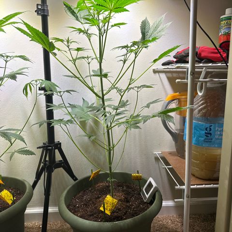 Fat Banana growlog timeline photo