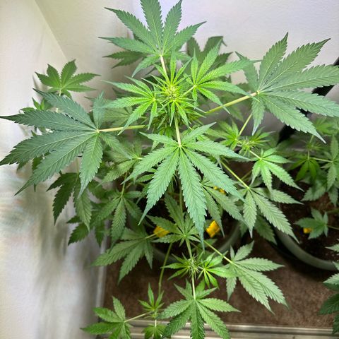 White Widow Automatic growlog timeline photo