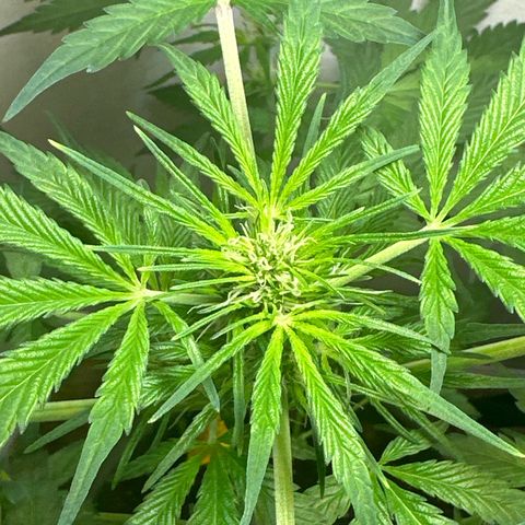 White Widow Automatic growlog timeline photo