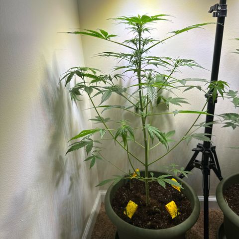White Widow Automatic growlog timeline photo