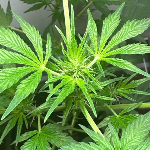 Fat Banana growlog timeline photo