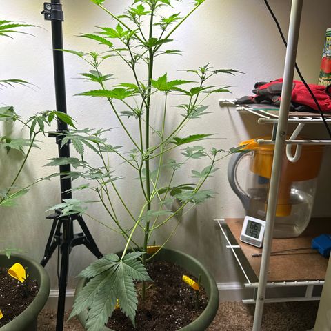 Fat Banana growlog timeline photo