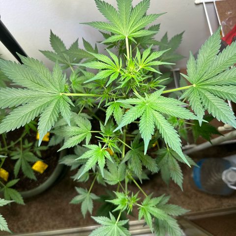 Fat Banana growlog timeline photo