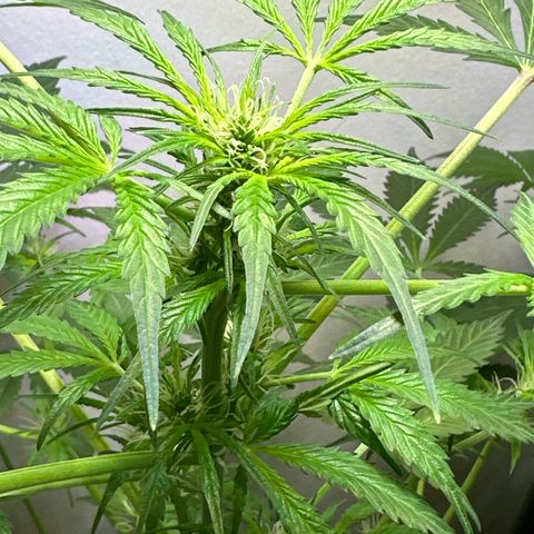 White Widow Automatic growlog timeline photo