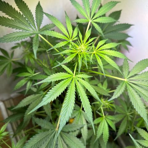 White Widow Automatic growlog timeline photo