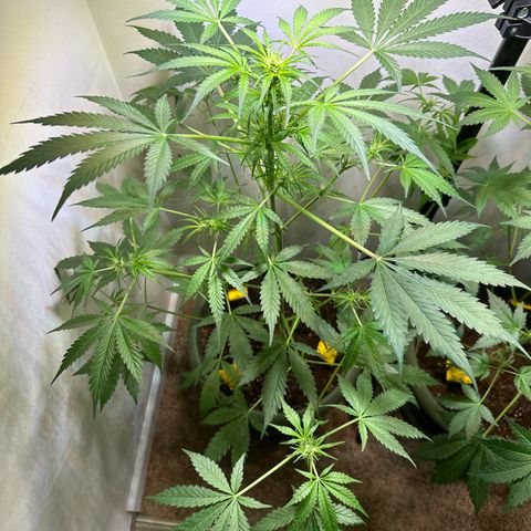 White Widow Automatic growlog timeline photo