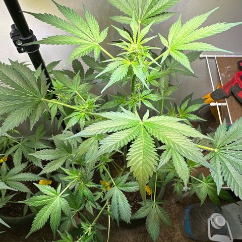 Fat Banana growlog timeline photo
