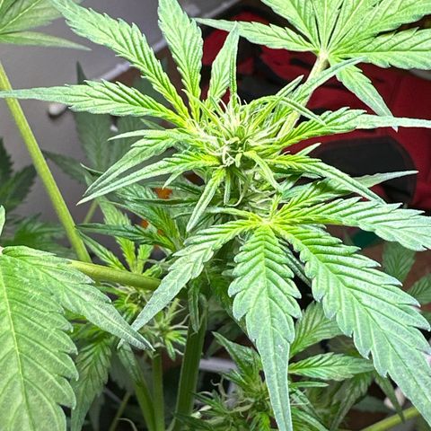 Fat Banana growlog timeline photo