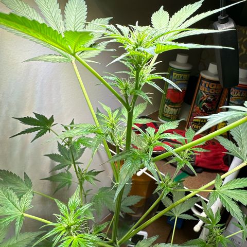 Fat Banana growlog timeline photo