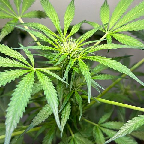 White Widow Automatic growlog timeline photo