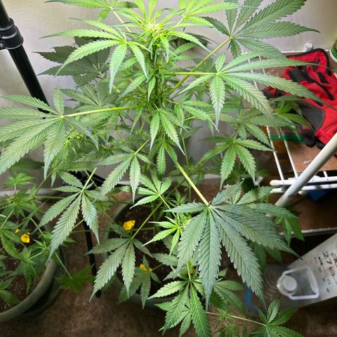 White Widow Automatic growlog timeline photo