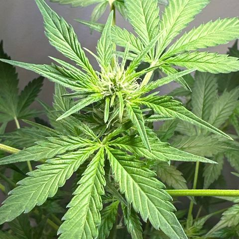 Fat Banana growlog timeline photo