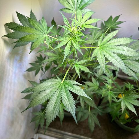Fat Banana growlog timeline photo