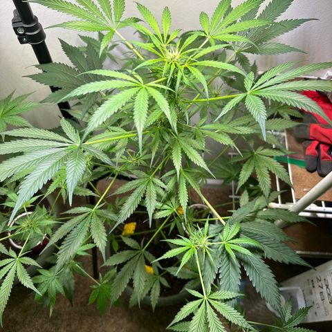 White Widow Automatic growlog timeline photo