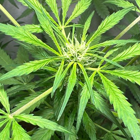 White Widow Automatic growlog timeline photo