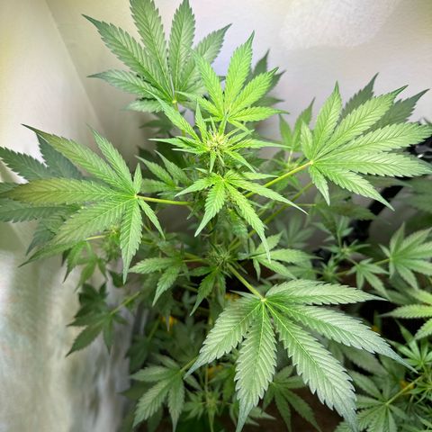 Fat Banana growlog timeline photo