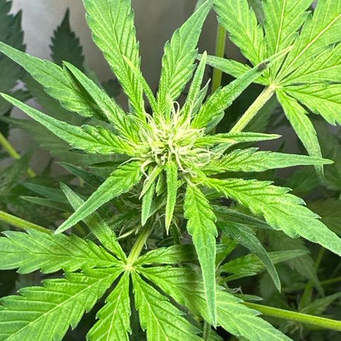 Fat Banana growlog timeline photo