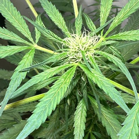 White Widow Automatic growlog timeline photo