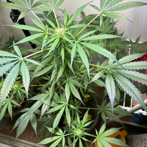 White Widow Automatic growlog timeline photo