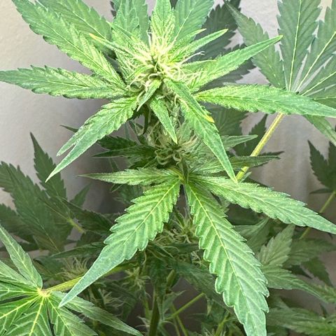 Fat Banana growlog timeline photo