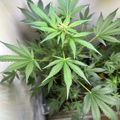 Fat Banana growlog timeline photo