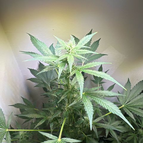 Fat Banana growlog timeline photo