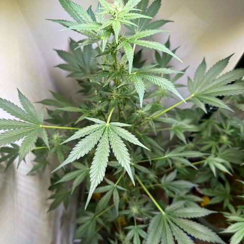 Fat Banana growlog timeline photo