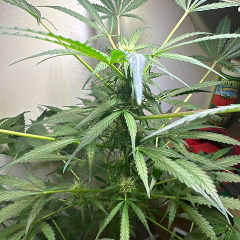 White Widow Automatic growlog timeline photo