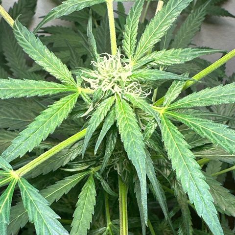 White Widow Automatic growlog timeline photo