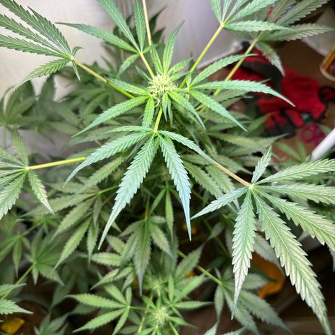 White Widow Automatic growlog timeline photo
