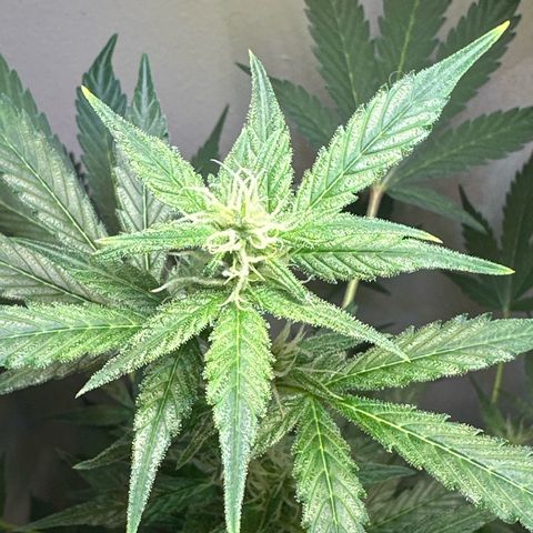 Fat Banana growlog timeline photo
