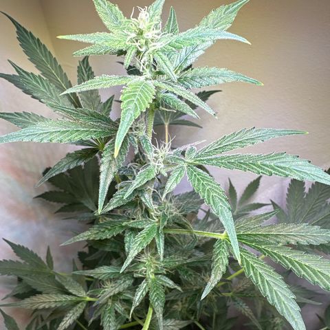 Fat Banana growlog timeline photo