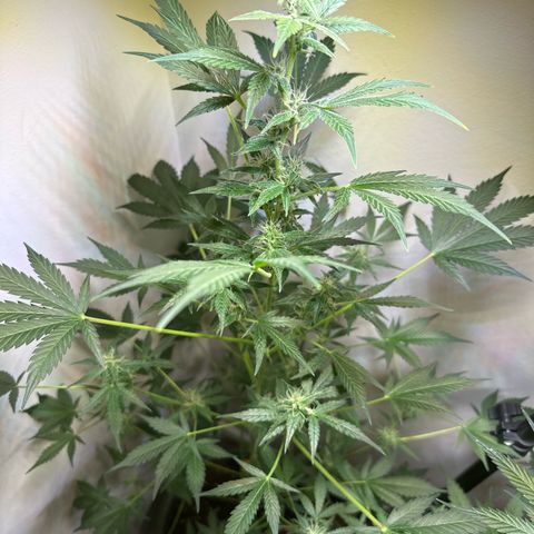Fat Banana growlog timeline photo