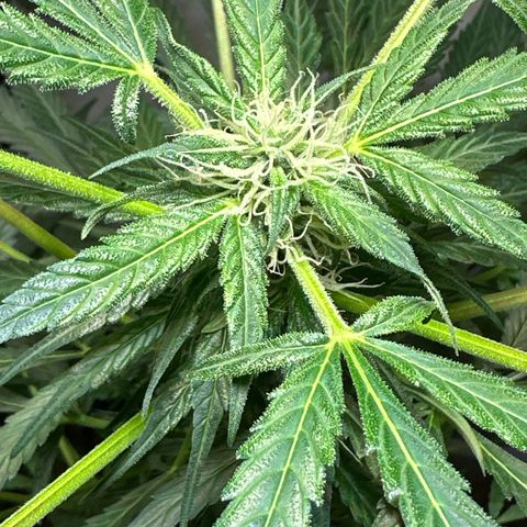 White Widow Automatic growlog timeline photo
