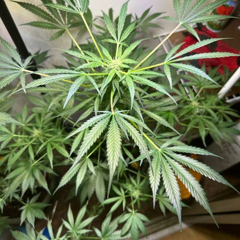 White Widow Automatic growlog timeline photo
