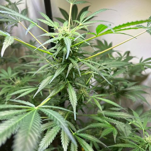 White Widow Automatic growlog timeline photo