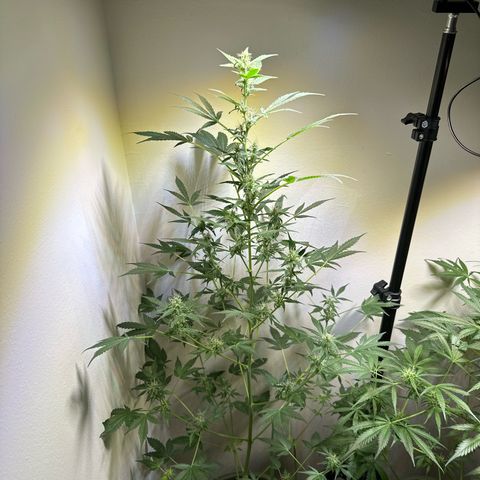 Fat Banana growlog timeline photo