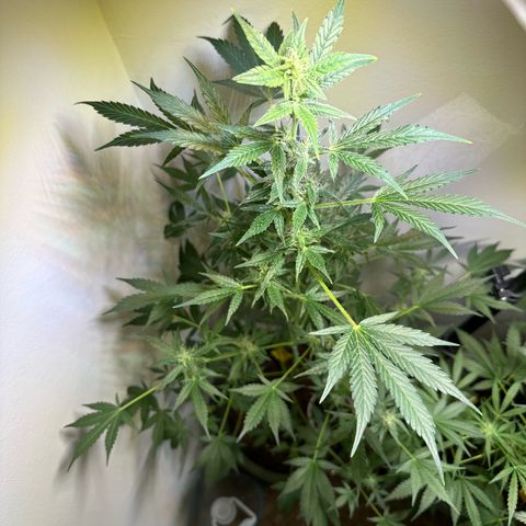 Fat Banana growlog timeline photo