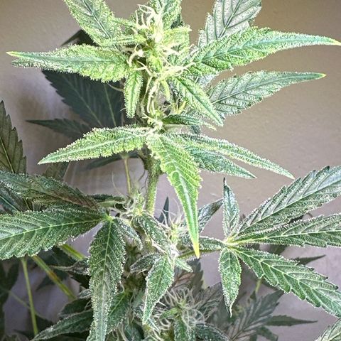Fat Banana growlog timeline photo