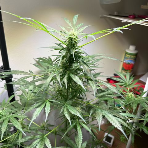 White Widow Automatic growlog timeline photo